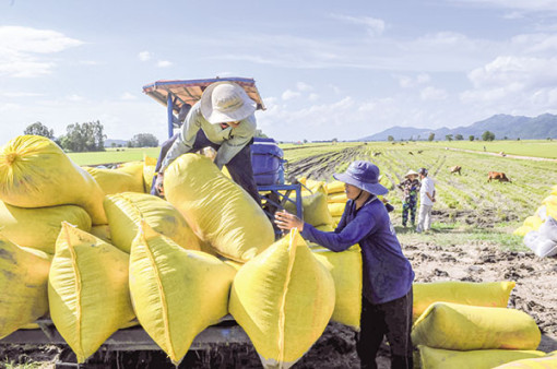 Tận dụng thời cơ đưa ngành lúa gạo tăng tốc