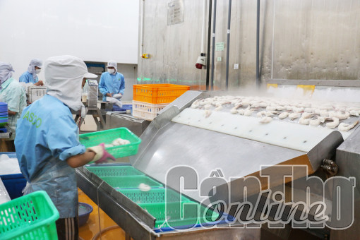 Xuất khẩu thủy sản sẽ tăng vào những tháng cuối năm