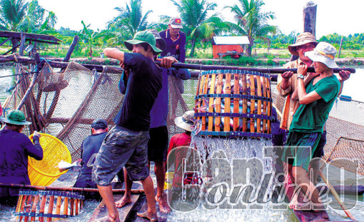 Quản lý vùng nuôi cá tra đáp ứng yêu cầu xuất khẩu