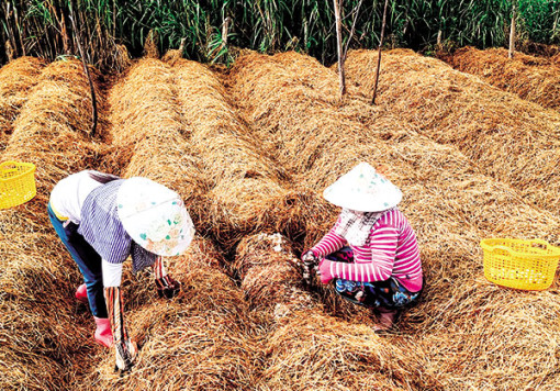 Giá nấm rơm giảm, nhiều loại nhãn giảm giá, xoài tăng giá mạnh