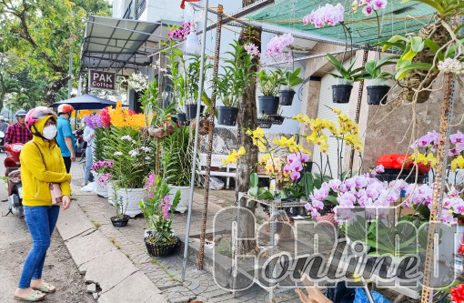 Cần Thơ tổ chức hội thi - hội thảo và triển lãm hoa lan mở rộng lần thứ VIII