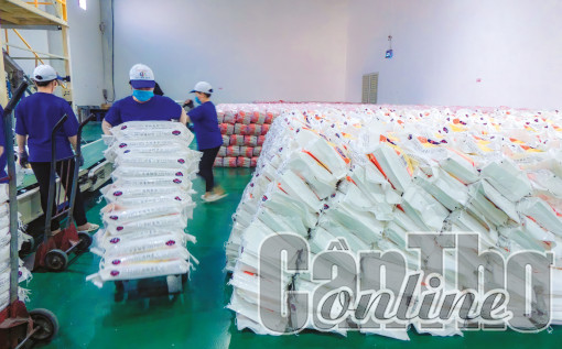 Cân đối cung cầu lúa gạo đảm bảo mục tiêu xuất khẩu và an ninh lương thực quốc gia