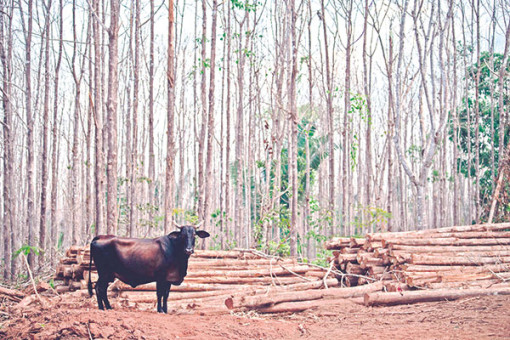 Nam Mỹ quyết tâm cứu rừng Amazon