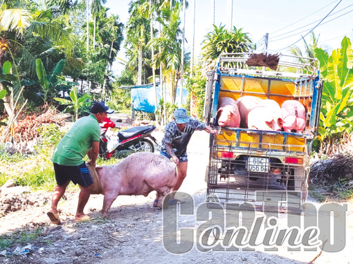 Giá heo hơi ở mức cao so với hồi đầu năm
