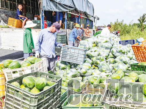 Đu đủ dễ tiêu thụ nhờ được xuất khẩu