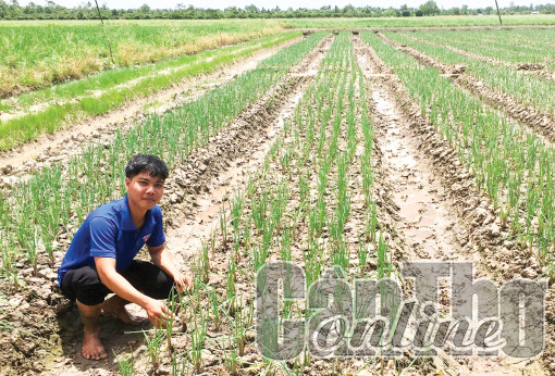 Khởi nghiệp với mô hình trồng hành