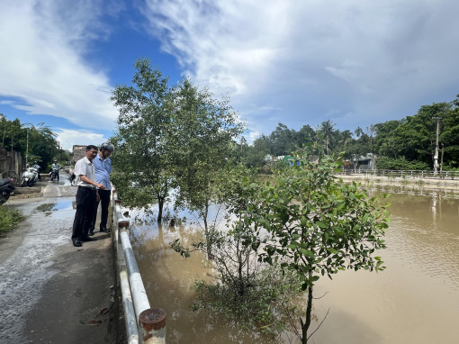 Bình Thủy triển khai giải pháp trồng cây bần làm kè mềm ngăn ngừa sạt lở