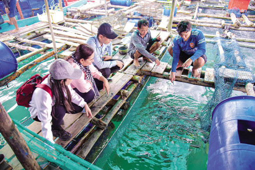 Giúp người dân xã đảo ổn định sinh kế