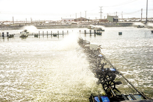 Giá tôm tăng, vùng nuôi vẫn trầm lắng