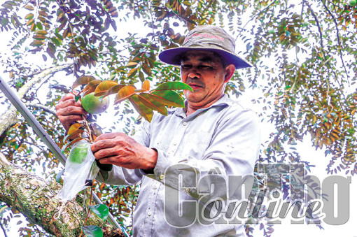 Xây dựng hợp tác xã nông nghiệp kiểu mới gắn với chuỗi giá trị nông sản