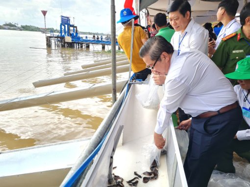 Thả hơn một triệu con cá giống xuống sông Hậu