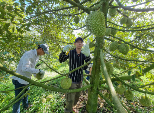 Quản lý chặt mã số vùng trồng và cơ sở đóng gói phục vụ xuất khẩu