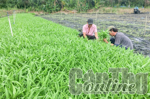 Duy trì và nhân rộng mô hình sinh kế, giảm nghèo