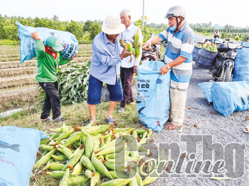 Bắp bán được giá