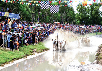 “Đặc sản” đua bò Bảy Núi