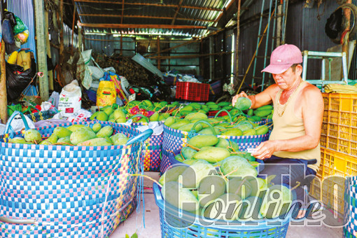 Giá xoài Đài Loan tiếp tục tăng