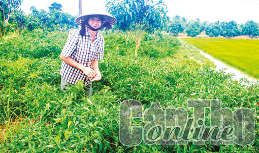 Ớt bán được giá cao