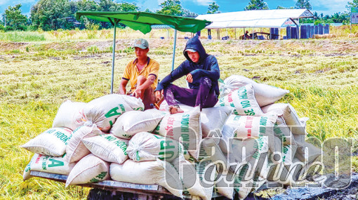 Giá một số loại lúa giảm