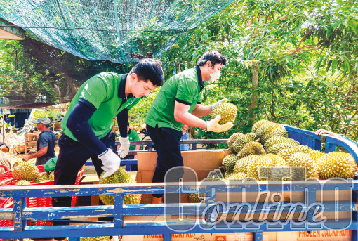 Mở cơ hội kết nối kinh doanh, đầu tư doanh nghiệp Trung Quốc và doanh nghiệp ĐBSCL