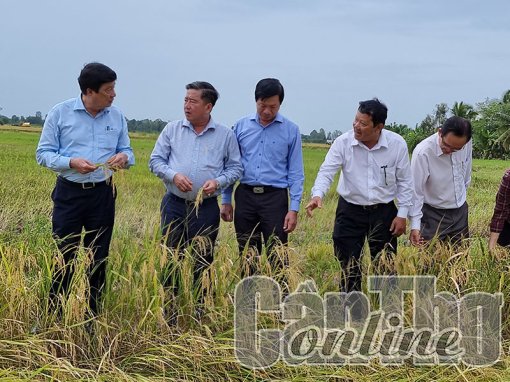 Lãnh đạo thành phố kiểm tra, khảo sát tình hình sản xuất nông nghiệp tại huyện Cờ Ðỏ