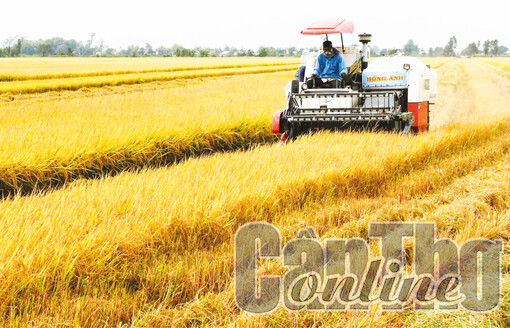 Liên kết phát triển chuỗi giá trị ngành hàng lúa gạo