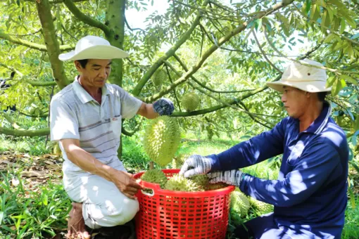 Liên kết chặt chẽ để phát triển bền vững ngành hàng sầu riêng