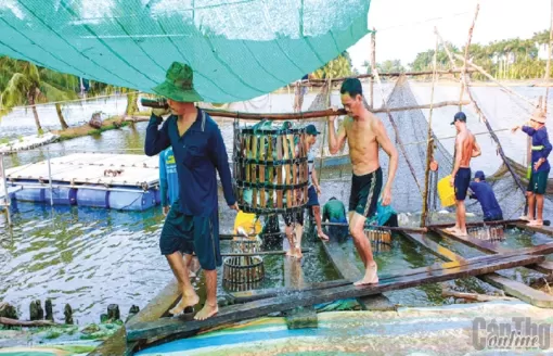 Tận dụng cơ hội xuất khẩu thủy sản dịp cuối năm