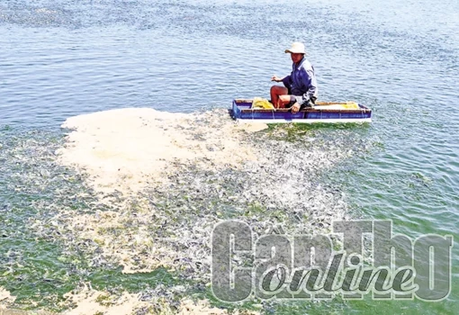 An toàn sản phẩm, nâng cao hiệu quả xuất khẩu cá tra