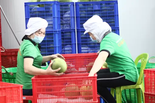 Hướng đi mới cho sản xuất, chế biến và tiêu thụ nông sản vùng ĐBSCL