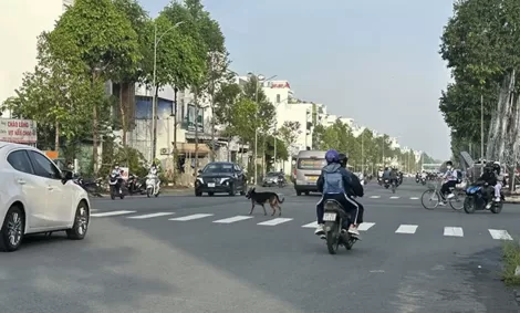 Nguy hiểm tình trạng chó thả rông gây cản trở giao thông