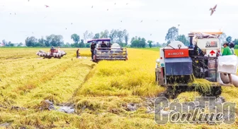 Nông dân Cờ Đỏ đạt mức lời cao từ vụ lúa thu đông