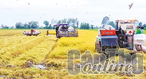 Nông dân Cờ Đỏ đạt mức lời cao từ vụ lúa thu đông