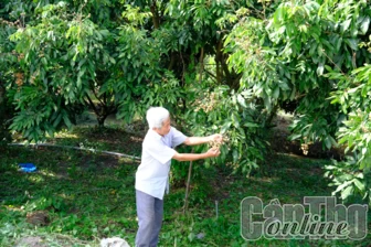 Phát triển vườn cây ăn trái chuyên canh chất lượng cao