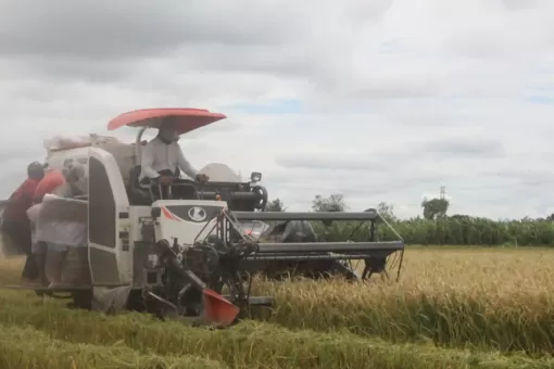 Nhiều giải pháp an toàn, hiệu quả cho vụ đông xuân mới