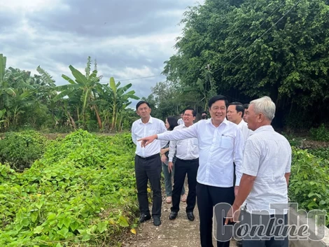 Ðồng chí Phạm Văn Hiểu, Phó Bí thư Thường trực Thành ủy, Chủ tịch HÐND TP Cần Thơ, thăm một số mô hình sản xuất tiêu biểu ở Ô Môn