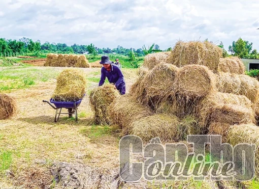 Tận dụng rơm rạ nâng cao thu nhập