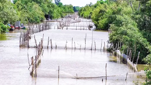 Nuôi sò huyết dưới tán rừng phòng hộ