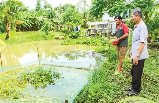 Làm giàu nhờ đa canh trên vùng đất U Minh