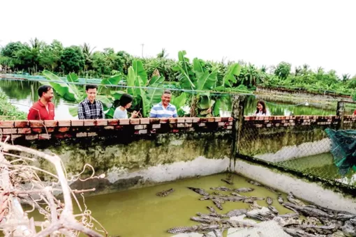 Agribank đồng hành cùng mô hình nuôi cá sấu ở An Minh