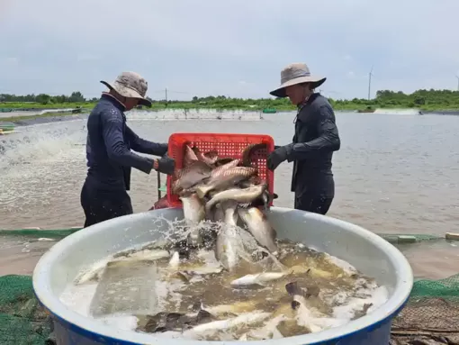Tôm xuống giá, cá chẽm lên đời