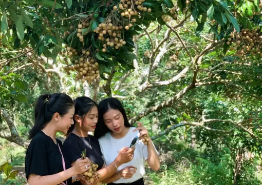 Phát triển nông nghiệp sạch gắn với du lịch