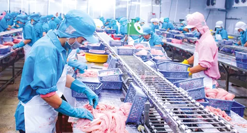 Để ngành hàng cá tra phát triển bền vững