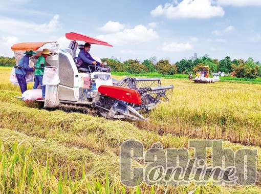 Cần Thơ đã thu hoạch 85% diện tích lúa vụ thu đông 2023