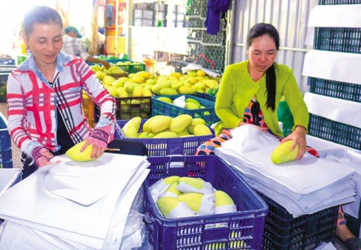 Xoài giảm giá, giá nhãn tăng, giá heo hơi và heo giống giảm