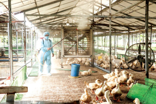 Cần Thơ thực hiện tháng tổng vệ sinh, khử trùng, tiêu độc môi trường đợt II năm 2023