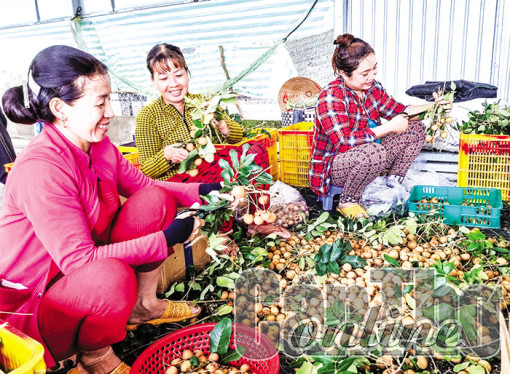 Triển vọng mở rộng xuất khẩu trái thanh nhãn của Cần Thơ