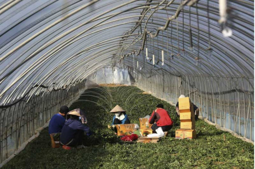 “Thời” của lao động nhập cư tại Hàn Quốc