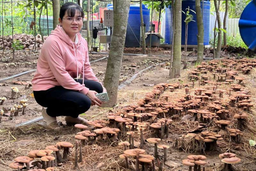 Mô hình cộng sinh của The VOS