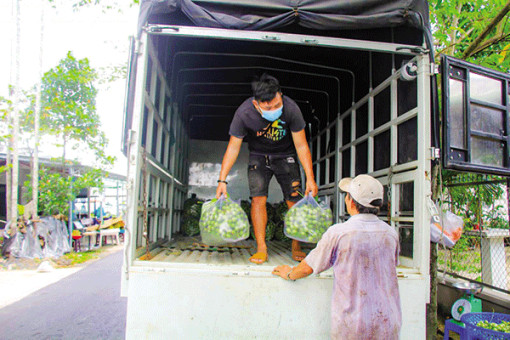 Tăng tính liên kết trong tiêu thụ trái cây