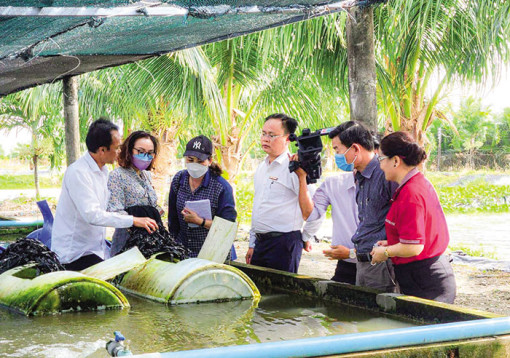 Nông dân Bạc Liêu với mô hình nuôi lươn theo công nghệ tuần hoàn nổi
